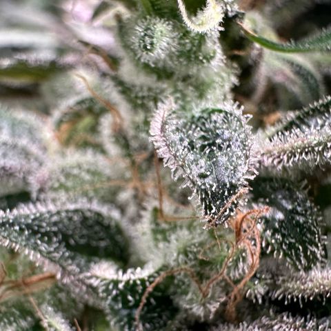 CxLAZ #03 C #1 58.58g growlog timeline photo