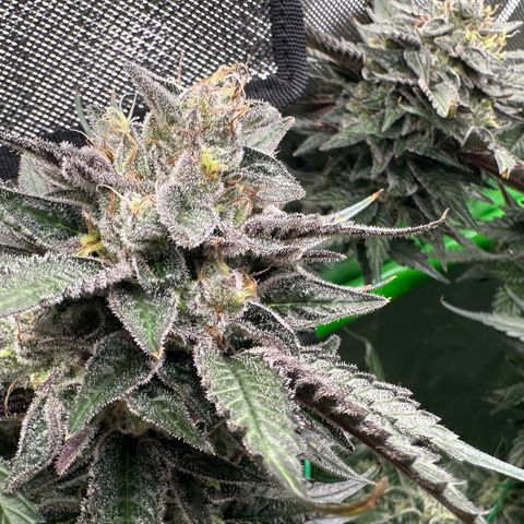 CxLAZ #03 C #1 58.58g growlog timeline photo