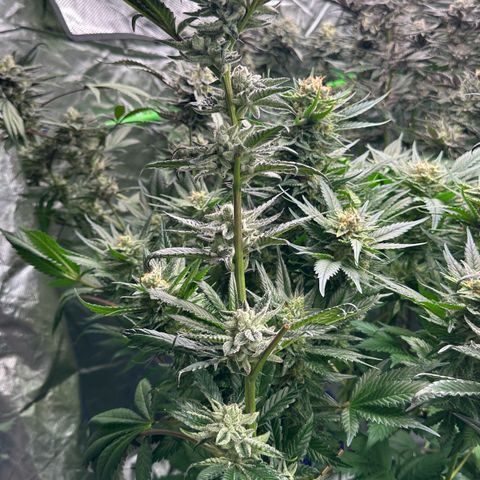 MiscxLAZ #29 C growlog timeline photo