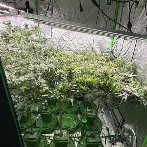 Fuel D.OG #1 Female 47.36g growlog timeline photo