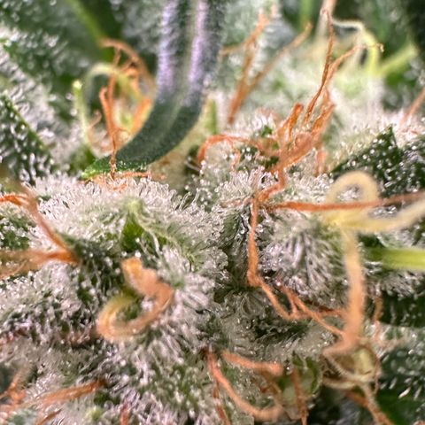 Fuel D.OG #1 Female 47.36g growlog timeline photo
