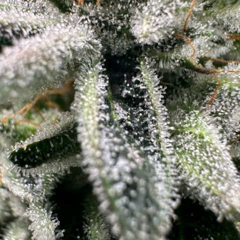 MiscxLAZ #26 C #1 47.15g growlog timeline photo