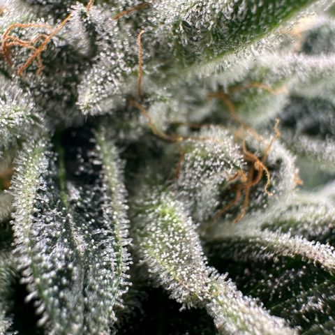 MiscxLAZ #26 C #1 47.15g growlog timeline photo
