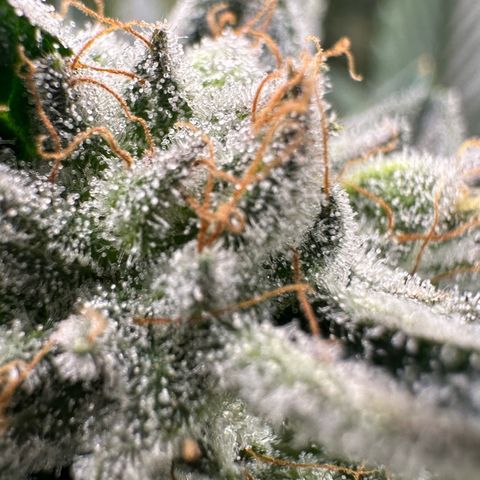 MiscxLAZ #26 C #1 47.15g growlog timeline photo