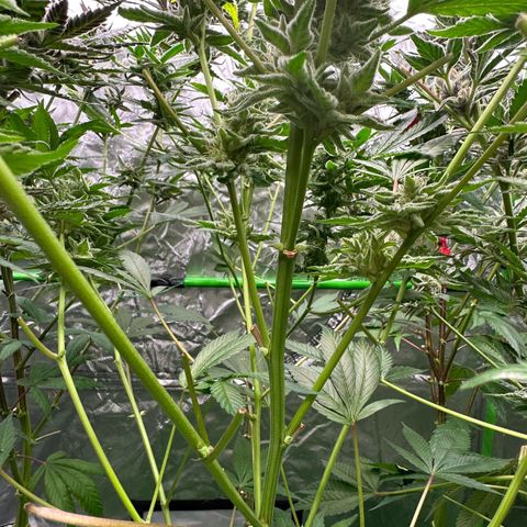 CxLAZ #20 C1 25g growlog timeline photo