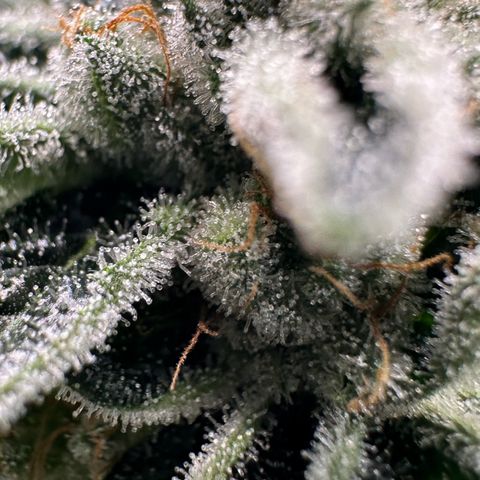 MiscxLAZ #26 C #1 47.15g growlog timeline photo
