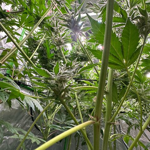 MiscxLAZ #37 C growlog timeline photo