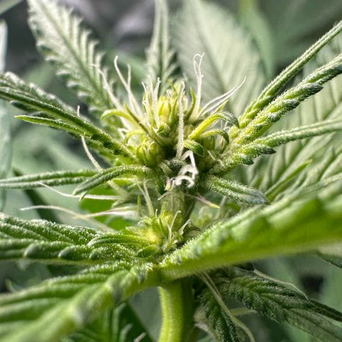CxLAZ #15 C #1 growlog timeline photo