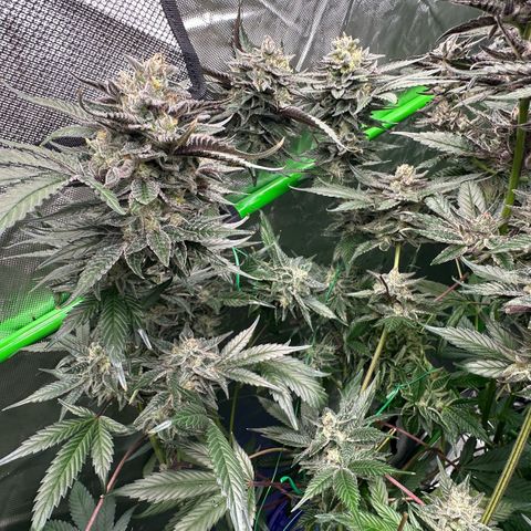 CxLAZ #03 C #1 58.58g growlog timeline photo