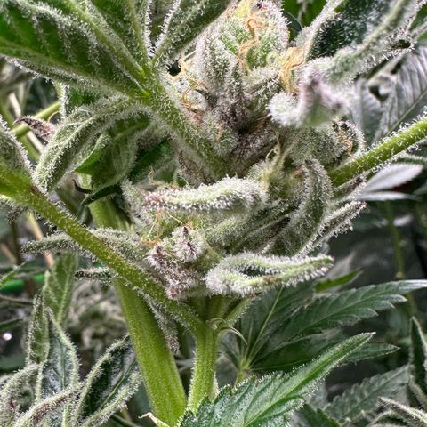 MiscxLAZ #37 C growlog timeline photo