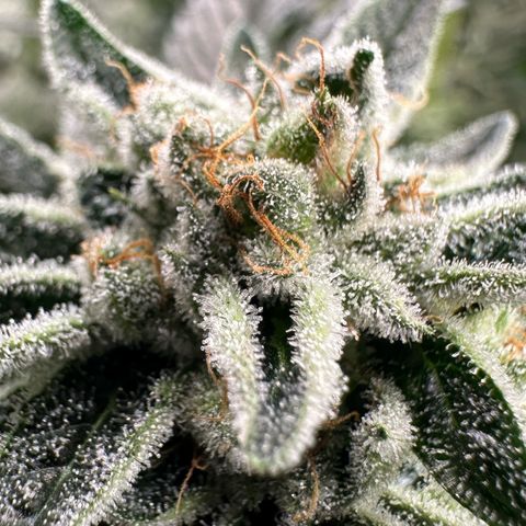 MiscxLAZ #26 C #1 47.15g growlog timeline photo