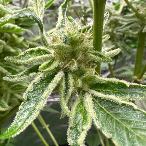 CxLAZ #20 C1 25g growlog timeline photo