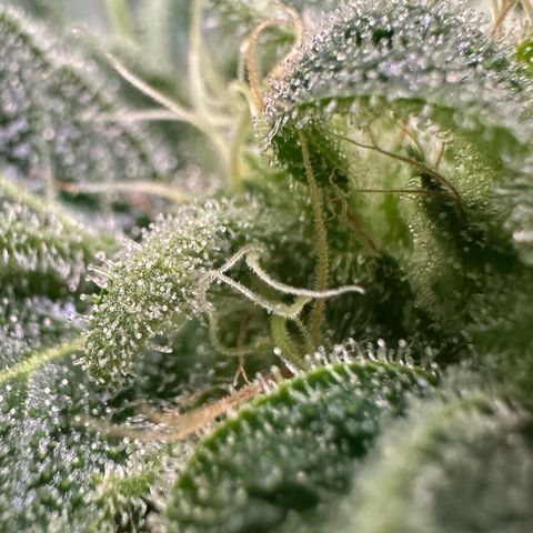 CxLAZ #20 C1 25g growlog timeline photo