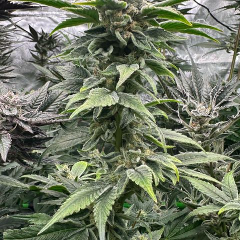 CxLAZ #20 C1 25g growlog timeline photo