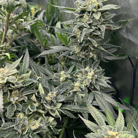 MiscxLAZ #08 C #1 growlog timeline photo