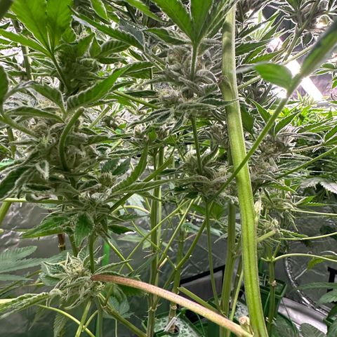 MiscxLAZ #37 C growlog timeline photo
