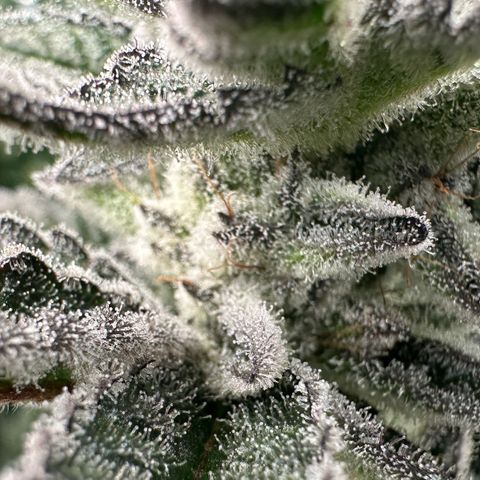 MiscxLAZ #29 C growlog timeline photo
