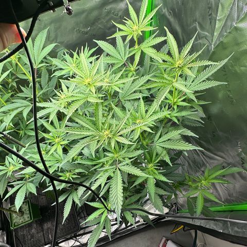 CxLAZ #15 C #1 growlog timeline photo