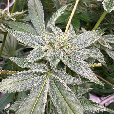 CxLAZ #20 C1 25g growlog timeline photo