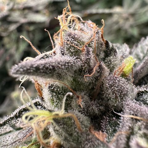 CxLAZ #03 C #1 58.58g growlog timeline photo