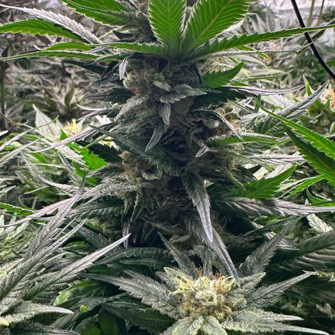 Fuel D.OG #1 Female 47.36g growlog timeline photo