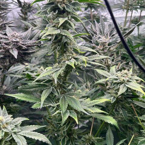 CxLAZ #20 C1 25g growlog timeline photo
