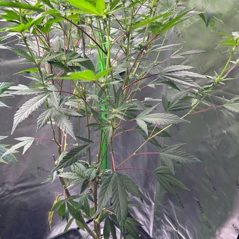 CxLAZ #15 C #1 growlog timeline photo