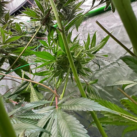 CxLAZ #03 C #1 58.58g growlog timeline photo