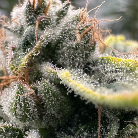 CxLAZ #20 C1 25g growlog timeline photo