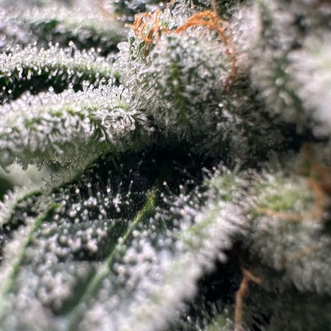 MiscxLAZ #26 C #1 47.15g growlog timeline photo