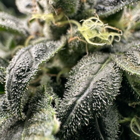 MiscxLAZ #08 C #1 growlog timeline photo