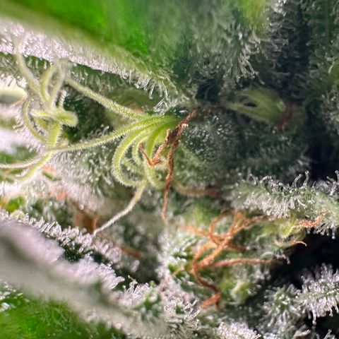 Fuel D.OG #1 Female 47.36g growlog timeline photo