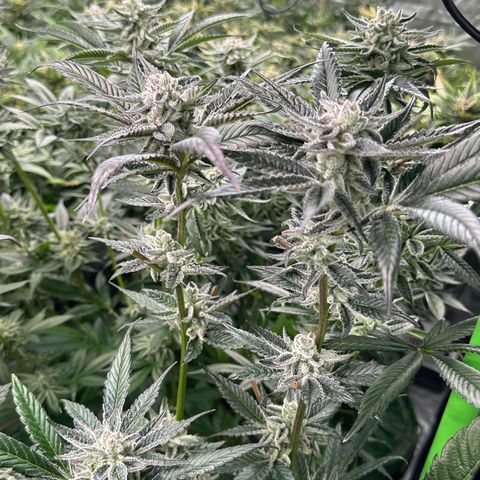 MiscxLAZ #29 C growlog timeline photo