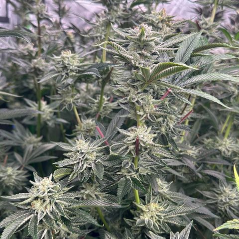 MiscxLAZ #26 C #1 47.15g growlog timeline photo
