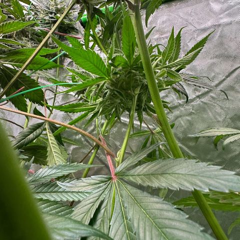 CxLAZ #03 C #1 58.58g growlog timeline photo