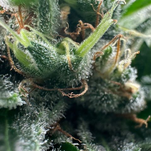 Fuel D.OG #1 Female 47.36g growlog timeline photo