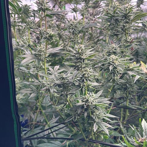 MiscxLAZ #26 C #1 47.15g growlog timeline photo