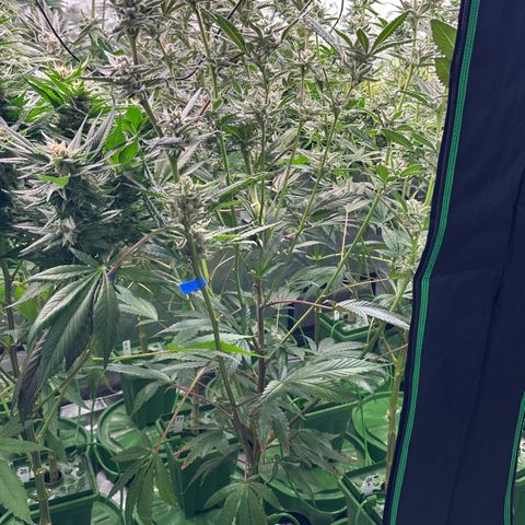 MiscxLAZ #29 C growlog timeline photo