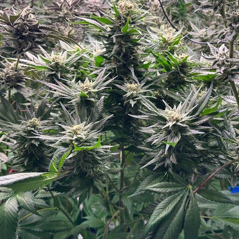 Fuel D.OG #1 Female 47.36g growlog timeline photo