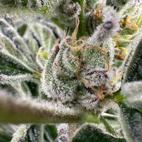 MiscxLAZ #37 C growlog timeline photo