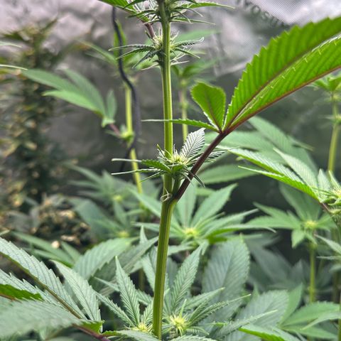 MiscxLAZ #26 C #2 growlog timeline photo
