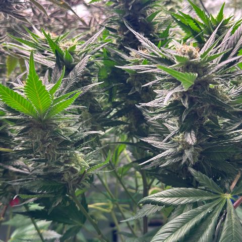 Fuel D.OG #1 Female 47.36g growlog timeline photo