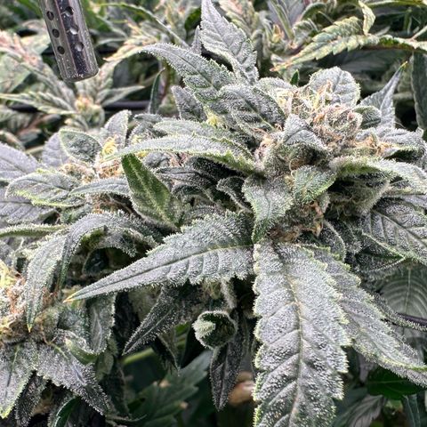 MiscxLAZ #08 C #1 growlog timeline photo