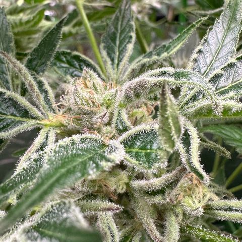MiscxLAZ #37 C growlog timeline photo