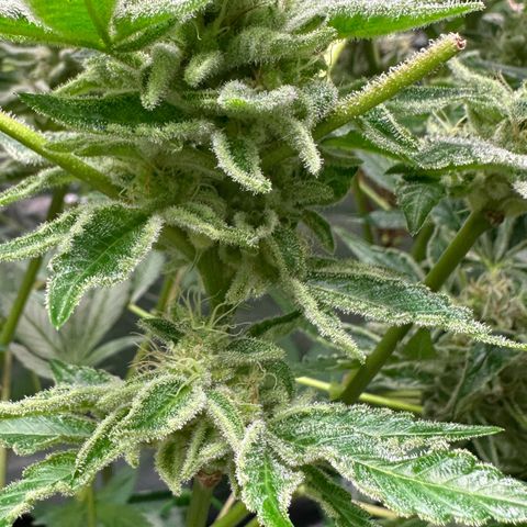 CxLAZ #20 C1 25g growlog timeline photo