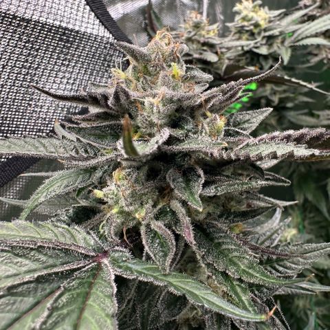 CxLAZ #03 C #1 58.58g growlog timeline photo