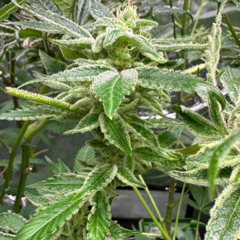 CxLAZ #20 C1 25g growlog timeline photo