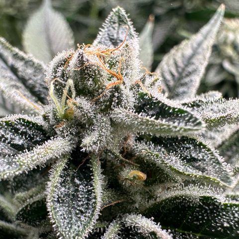 MiscxLAZ #26 C #1 47.15g growlog timeline photo