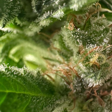 Fuel D.OG #1 Female 47.36g growlog timeline photo