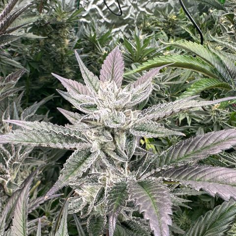MiscxLAZ #29 C growlog timeline photo
